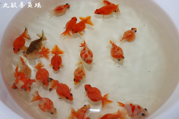 ピンポンパール 国産 愛知県弥富市にある丸敏養魚場