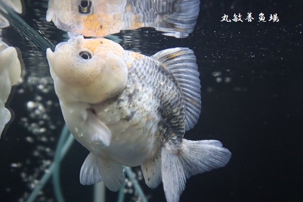 ショートテールオランダ - 愛知県弥富市にある丸敏養魚場