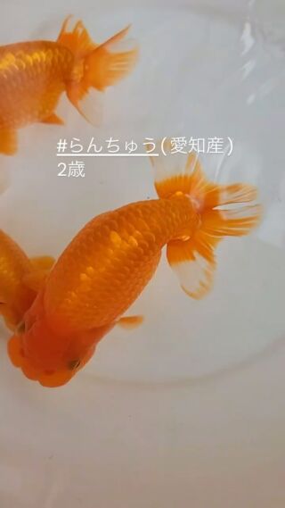 2023年12月6日 - 愛知県弥富市にある丸敏養魚場