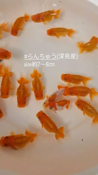 らんちゅう当歳。 - 愛知県弥富市にある丸敏養魚場